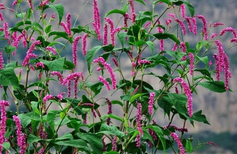 7-蓼花.png